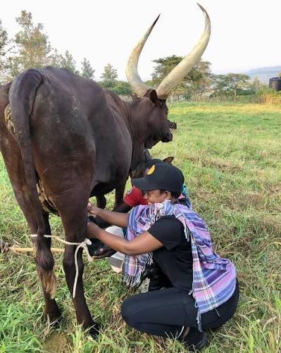Ankole Cattle Milk Production and Traditional Farming in Uganda