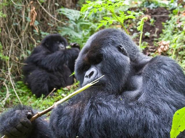 Minimum Age for Gorilla Trekking in Rwanda