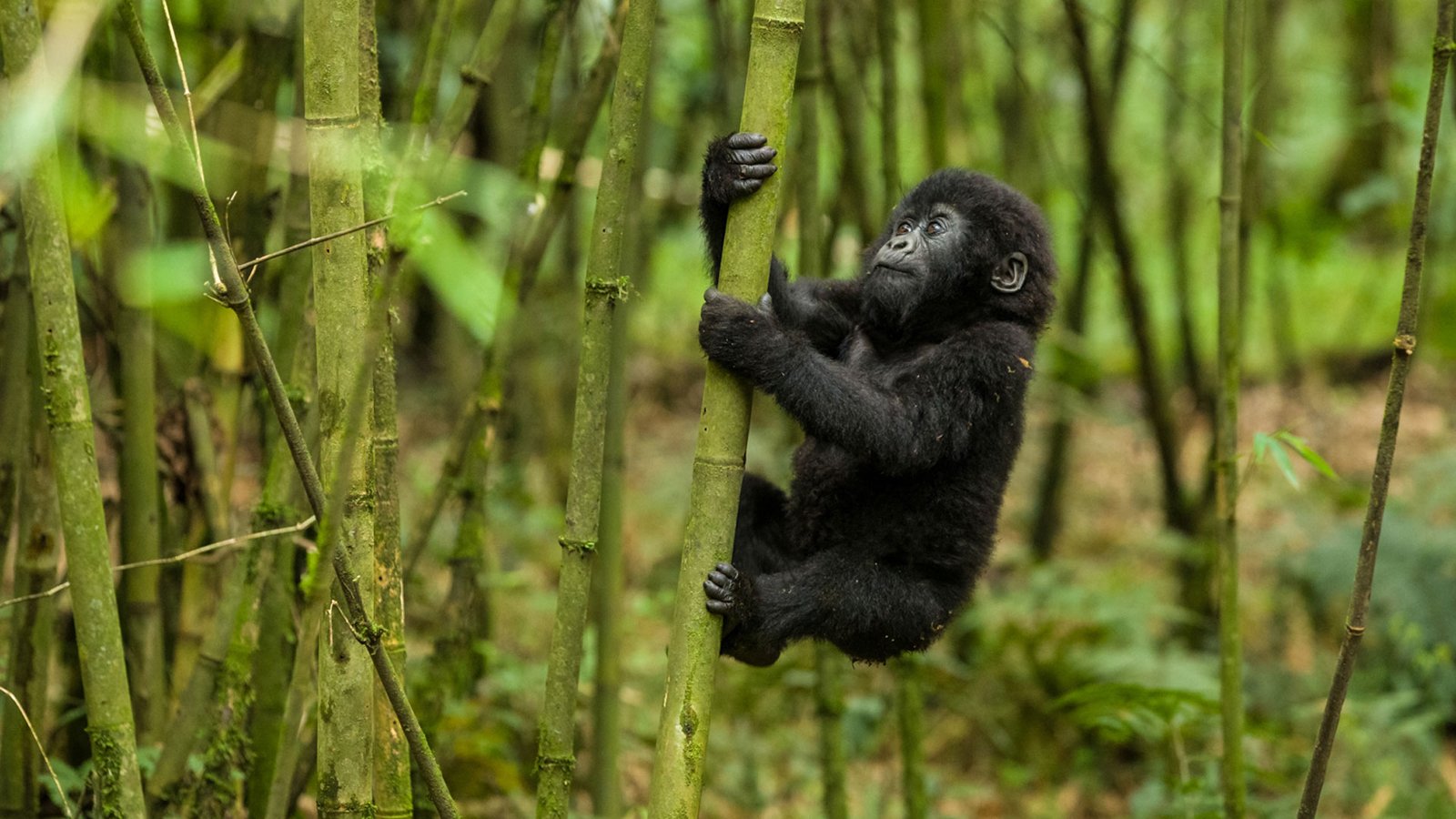 Gorilla Trekking Age Requirements in Uganda and Rwanda
