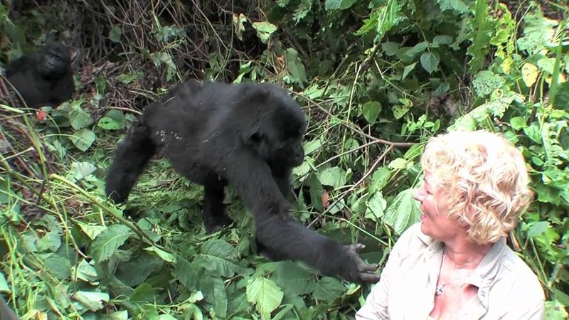 Minimum Age Rules for Mountain Gorilla Trekking Experience