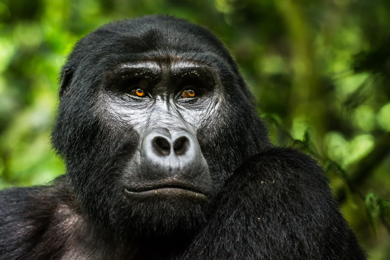 Uganda Gorilla Trekking from Kigali – Complete Safari Guide & Packages