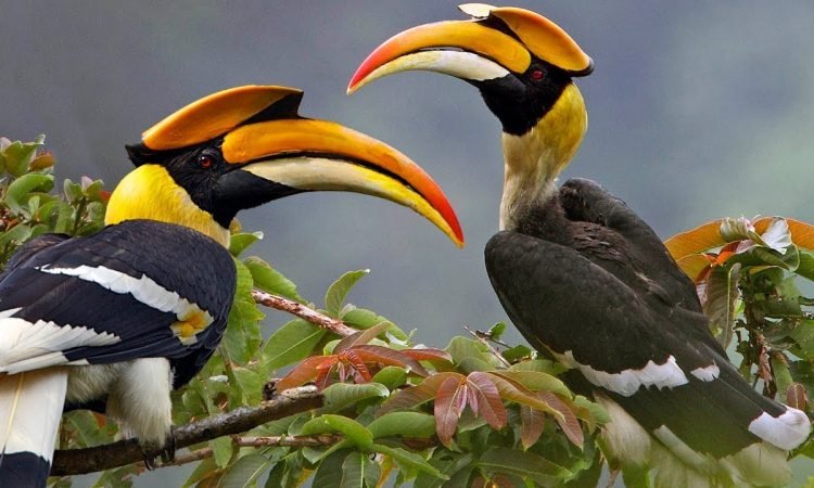 Murchison Falls National Park Uganda Wildlife Safari