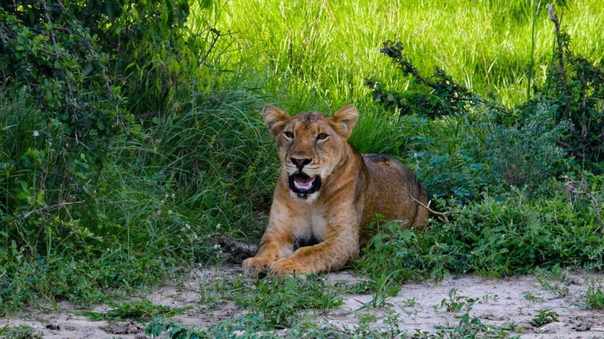 The landscapes of Queen Elizabeth National Park provide a stunning backdrop, with open savannahs, mountains, wetlands, and beautiful sunsets creating unforgettable photography opportunities. Travelers should carry suitable
