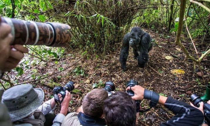 Young Gorilla Photography Tips During Trekking