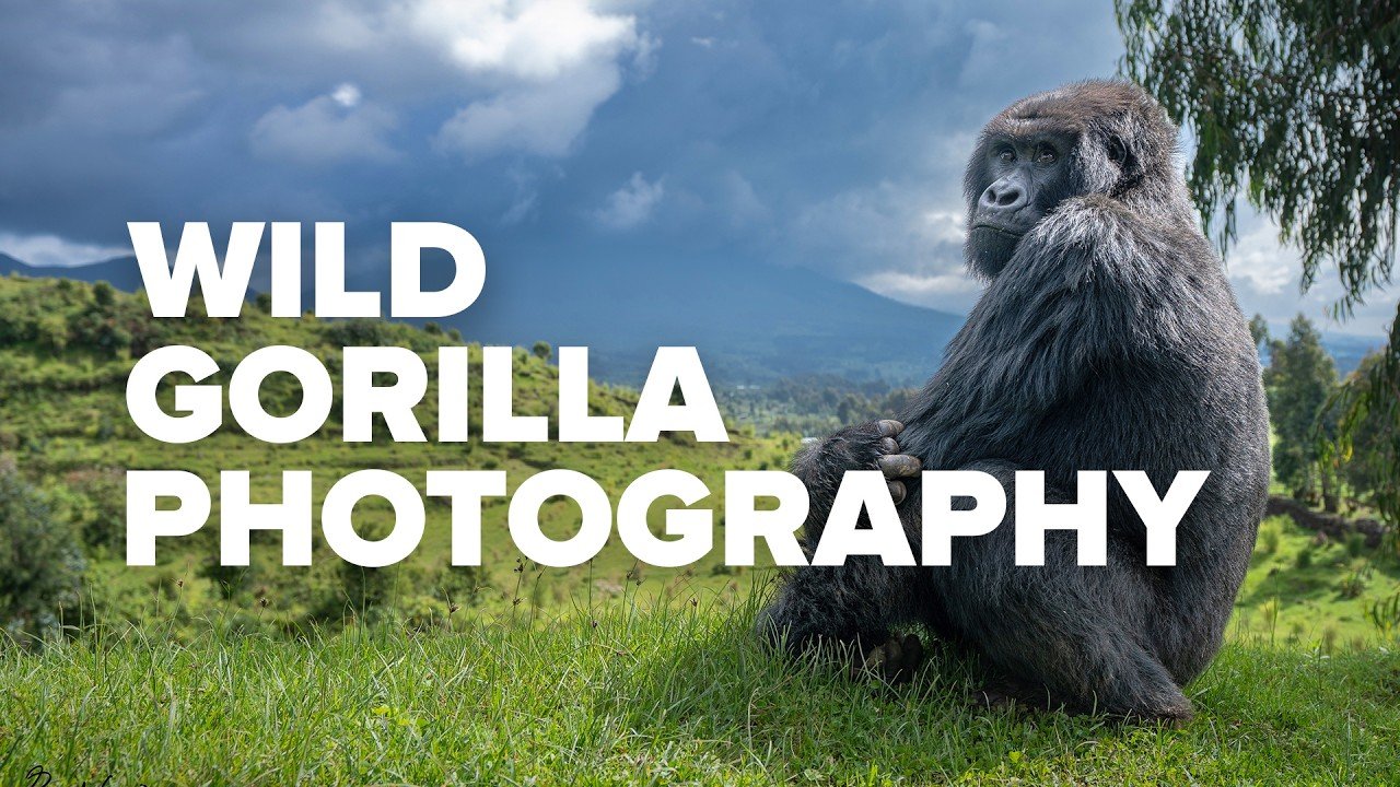 Photography Tips for Capturing Young Gorillas