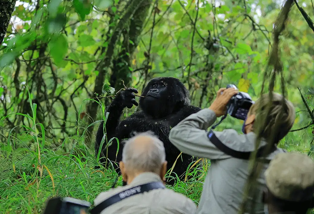 Photography Tips for Capturing Young Gorillas During Gorilla Trekking