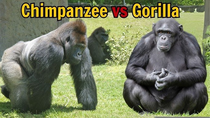 Physical Characteristics of Chimpanzees and Gorillas in Africa