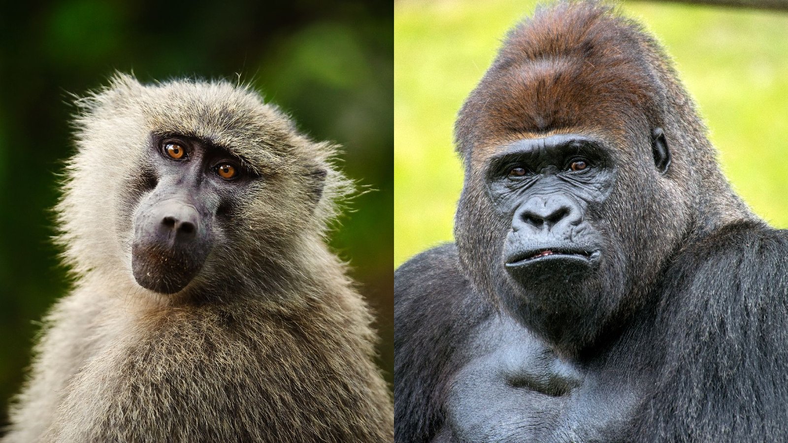 Physical Differences Between Chimpanzees and Gorillas