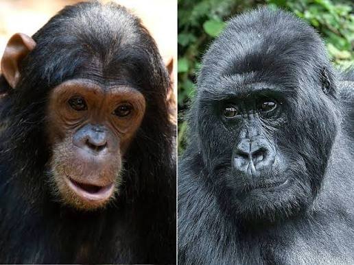 Comparing the Physical Differences Between Chimpanzees and Gorillas
