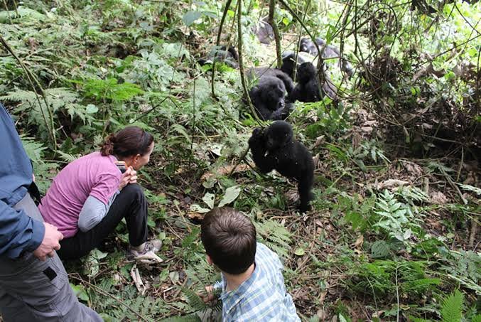 Physical Preparation Tips Before Gorilla Trekking Adventure