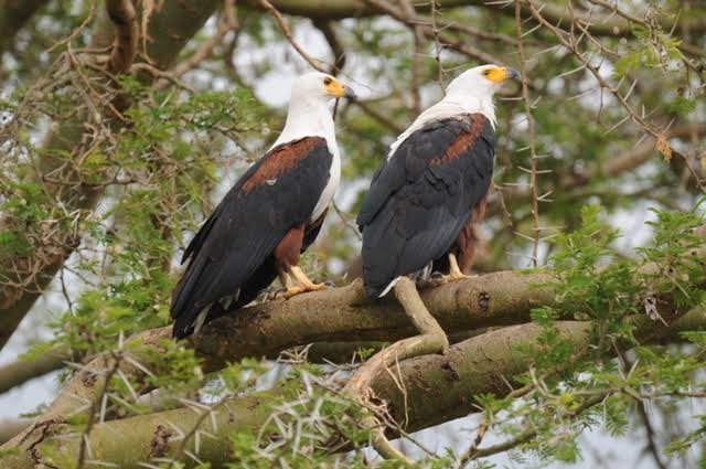 Queen Elizabeth National Park Uganda Wildlife Safari