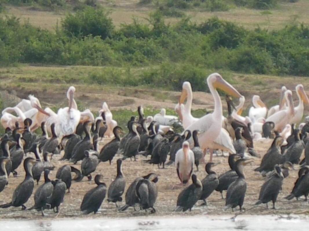 Queen Elizabeth National Park Uganda Game Drive Experience