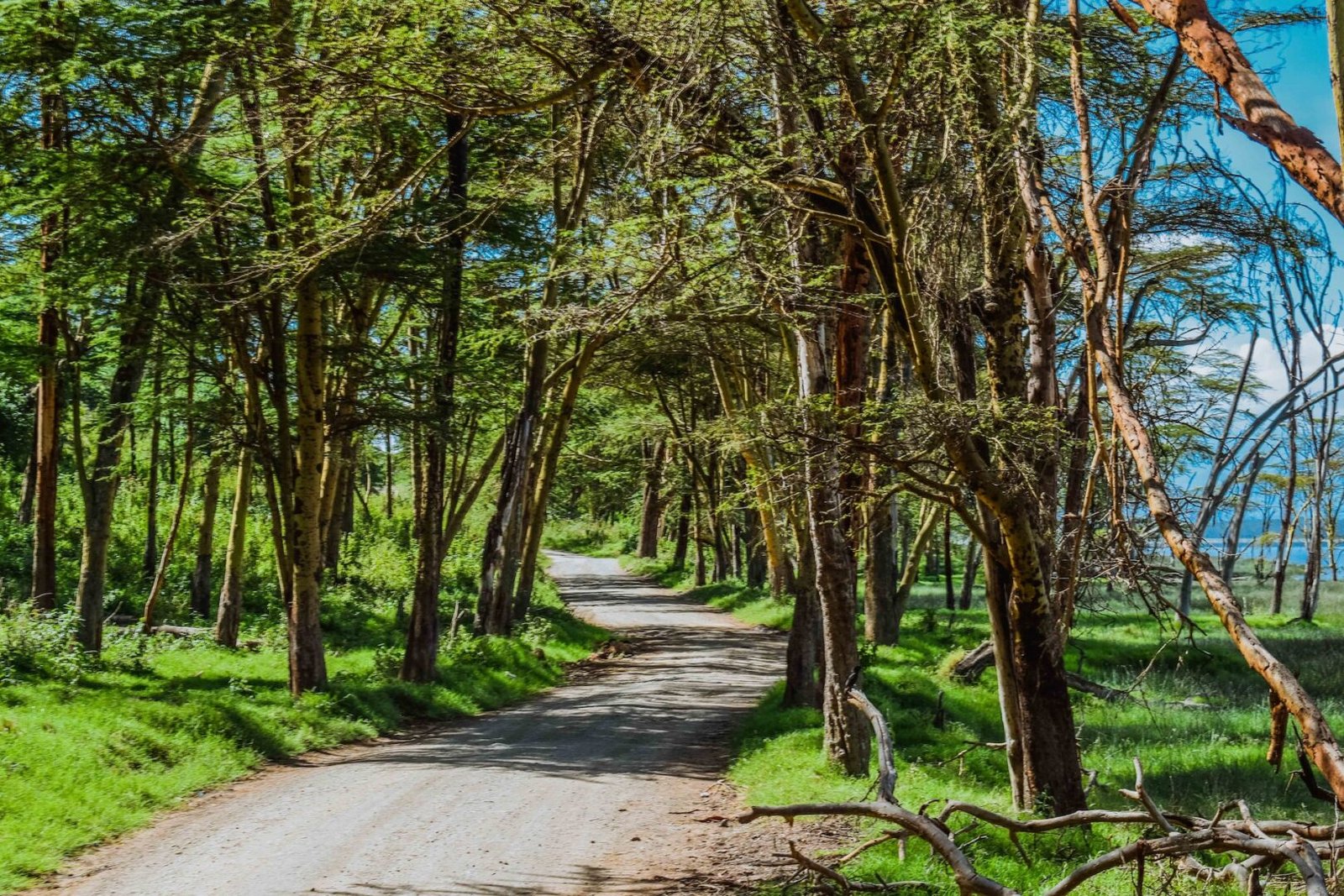 Responsible Tourism and Conservation Commitment by Nextgen Safaris