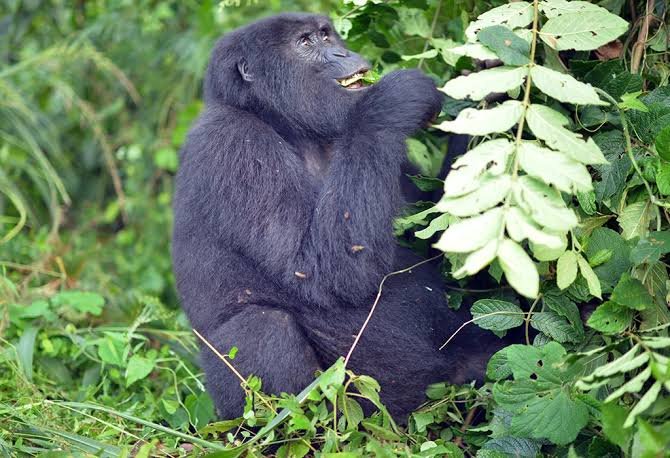 What Travelers Say About Gorilla Trekking Tours
