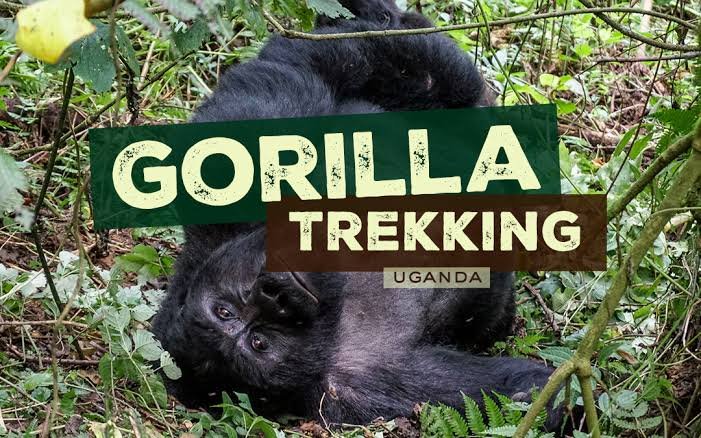 Gorilla Trekking Reviews and Testimonials