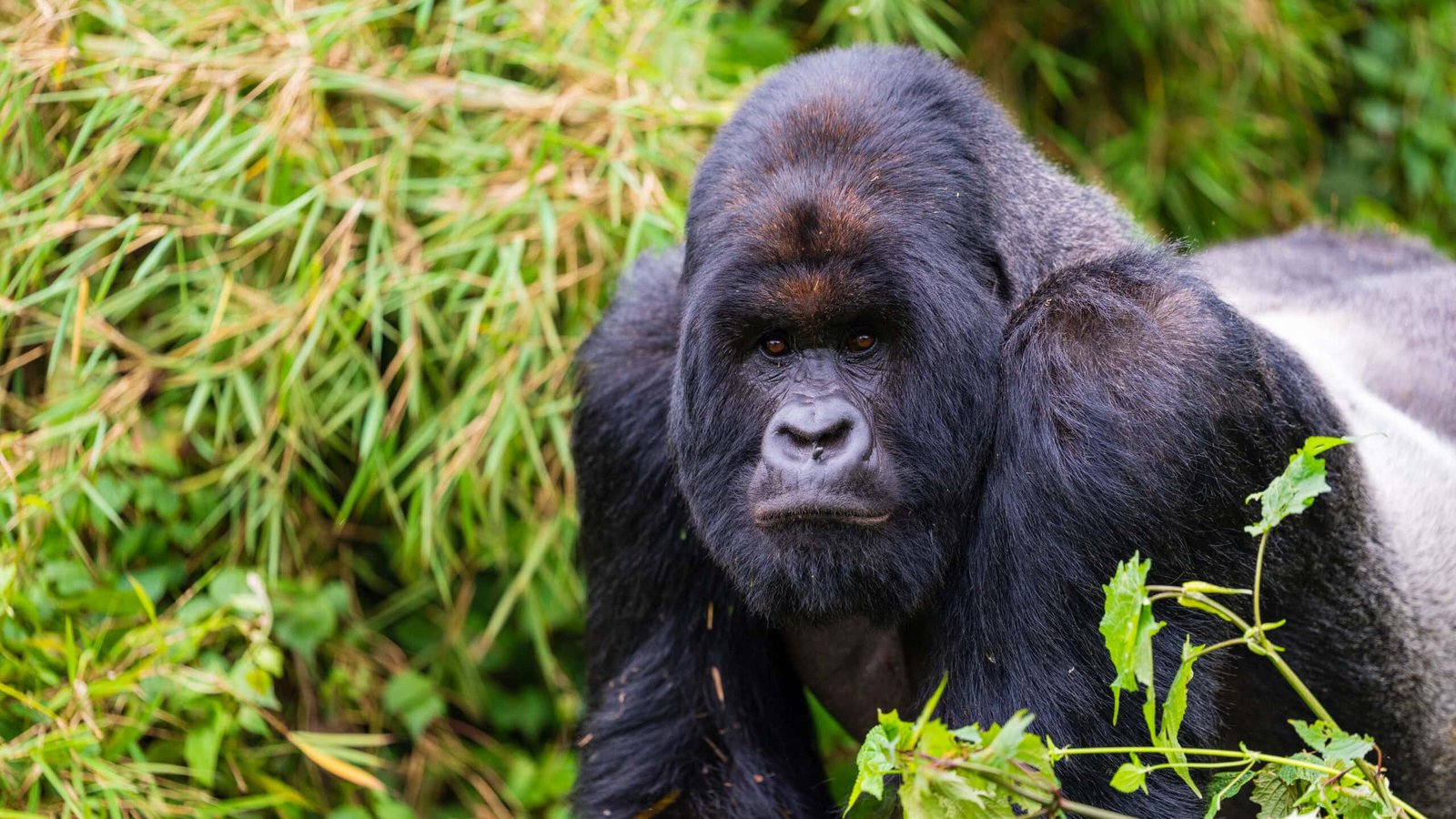 Reviews About Gorilla Trekking Experience