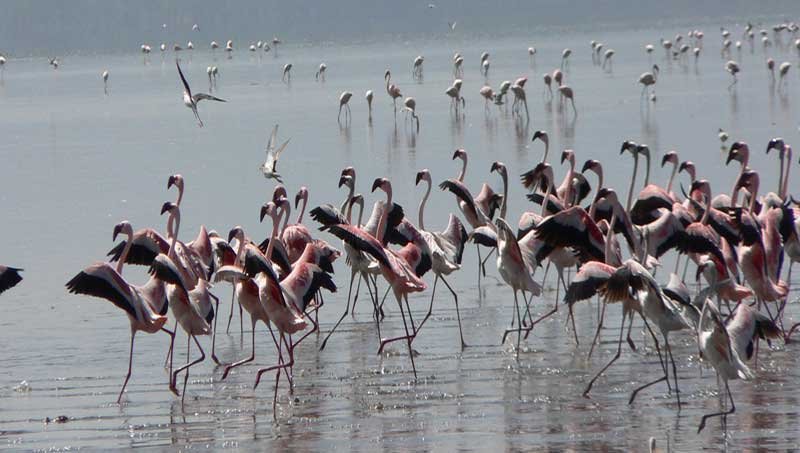 Visitors can enjoy boat trips along the river, where they may spot hippos, 