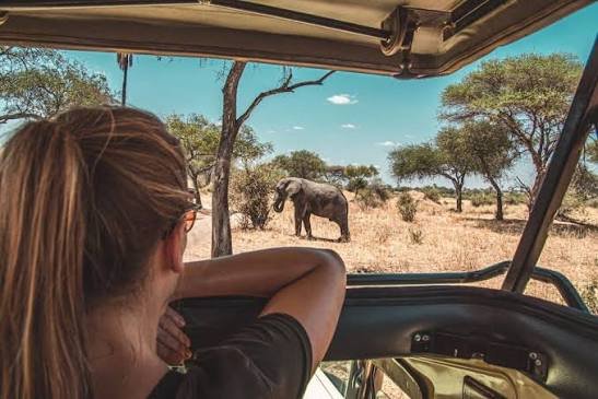 Safe African Safari Experience with NextGEN Safaris