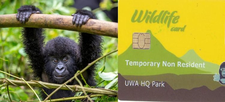 Gorilla permits are limited and highly sought after, particularly during the peak tourism seasons of June through September and December through February. First-time visitors are strongly advised to secure their permits at least six to twelve months in advance to guarantee availability. In Uganda, permits cost US$800 per person, in Rwanda US$1,500, and in the Democratic Republic of Congo between US$400 and US$450. Early booking not only ensures access to