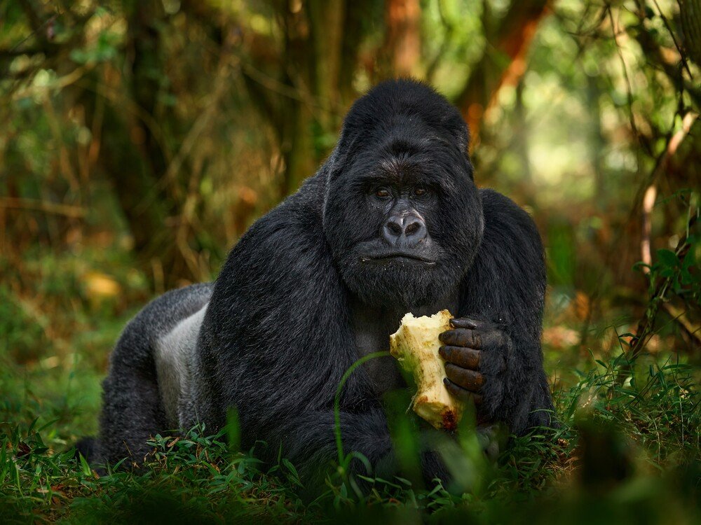 Short Gorilla Trekking Tours