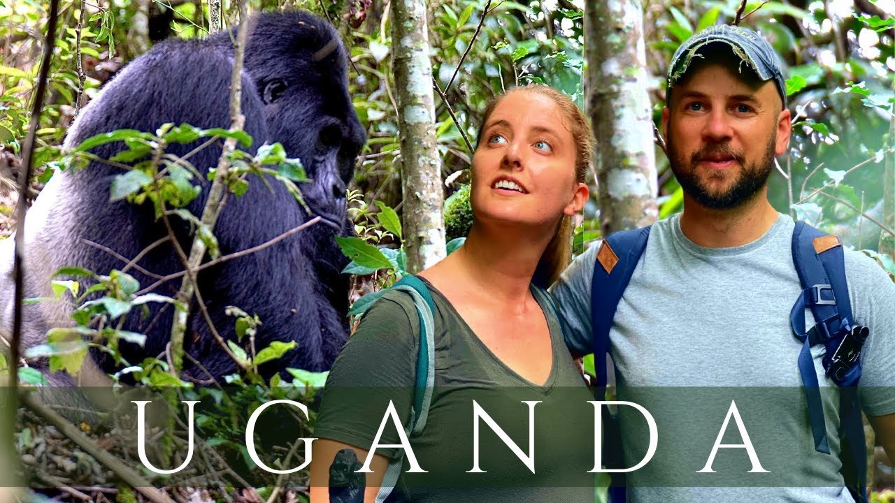 Uganda Gorilla Trekking from Kigali with mountain gorillas in Bwindi Forest