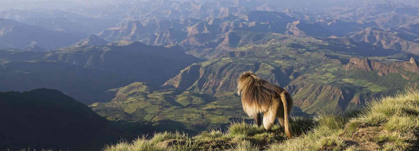 Simien