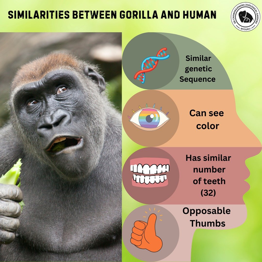 Human and Gorilla Similarities During Wildlife Encounters