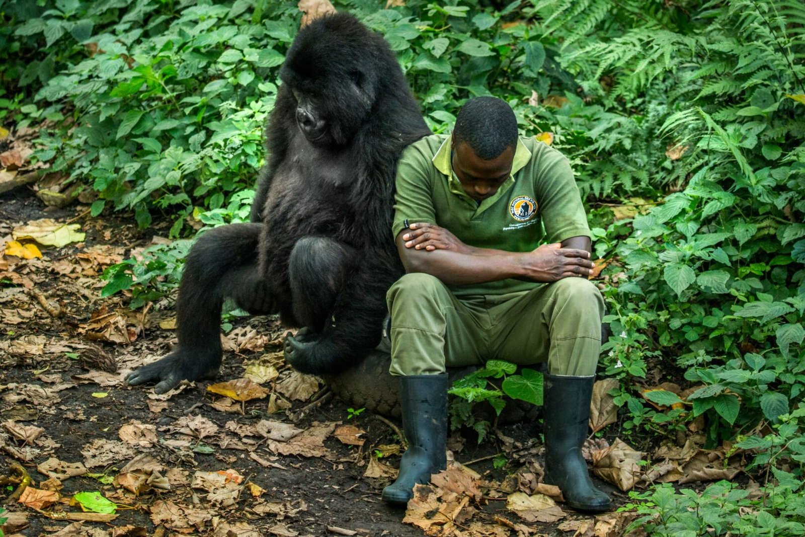 Similarities Between Gorillas and Humans in Behaviour and Intelligence