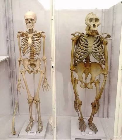 Similarities Between Gorillas and Humans