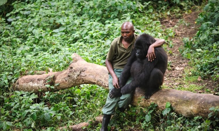 The emotional connection between humans and gorillas is one of the most touching examples of the Similarities