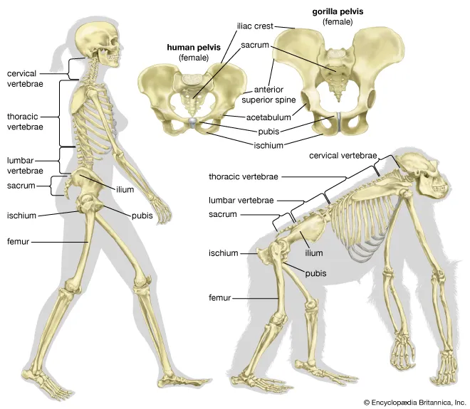 Physical Appearance and Body Structure Similarities of Gorillas and Humans