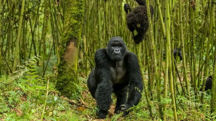 Staying Safe During Gorilla Trekking in Uganda and Rwanda