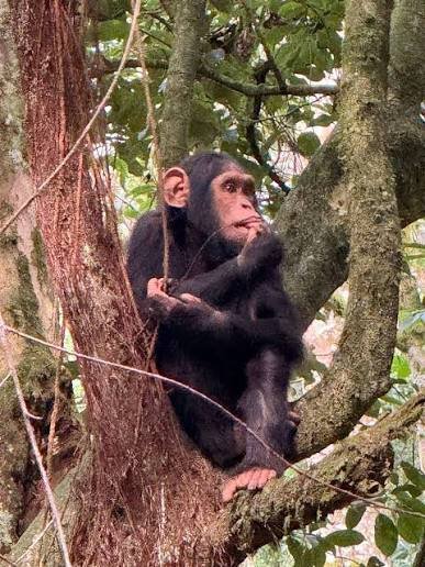 The Kalinzu Forest Chimpanzee Trekking Experience