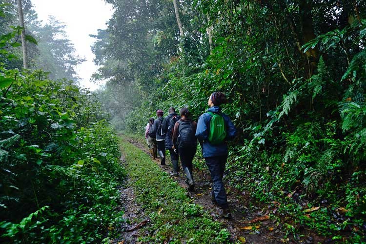 When comparing Kalinzu Forest Chimpanzees with Kibale Forest chimpanzees, the main difference is the overall experience and level of popularity. Kibale Forest is Uganda’s most famous chimpanzee
