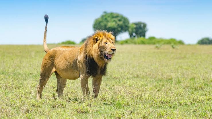 Queen Elizabeth National Park Lion Tracking Safari Adventure