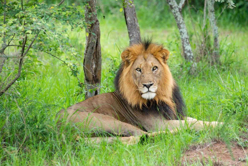 The Lion Tracking Experience in Queen Elizabeth National Park Uganda