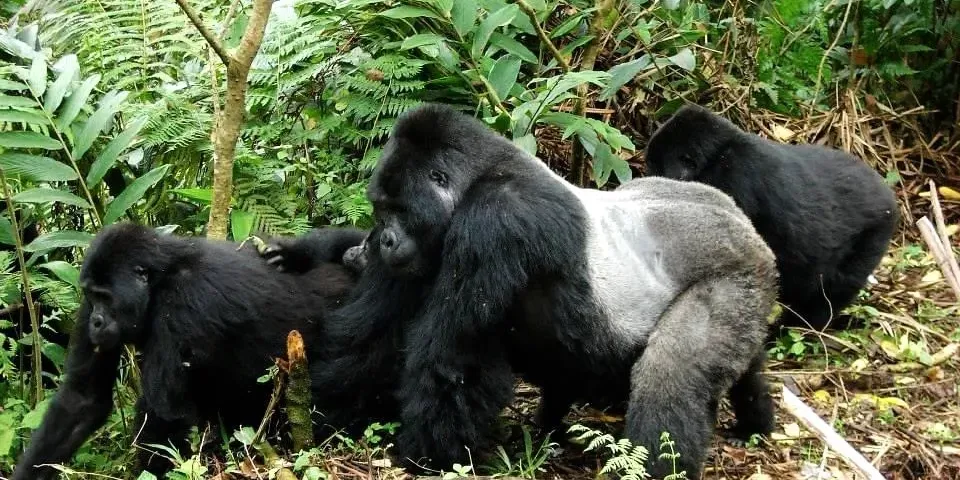 A dominant silverback earns his position through strength,