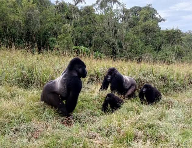 Silverback Gorilla Protecting Young Gorillas