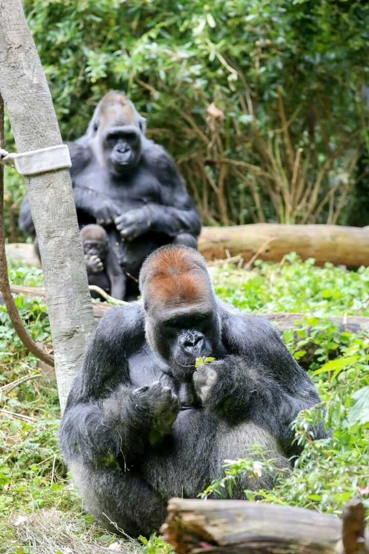 The Role of the Silverback Around Young Gorillas