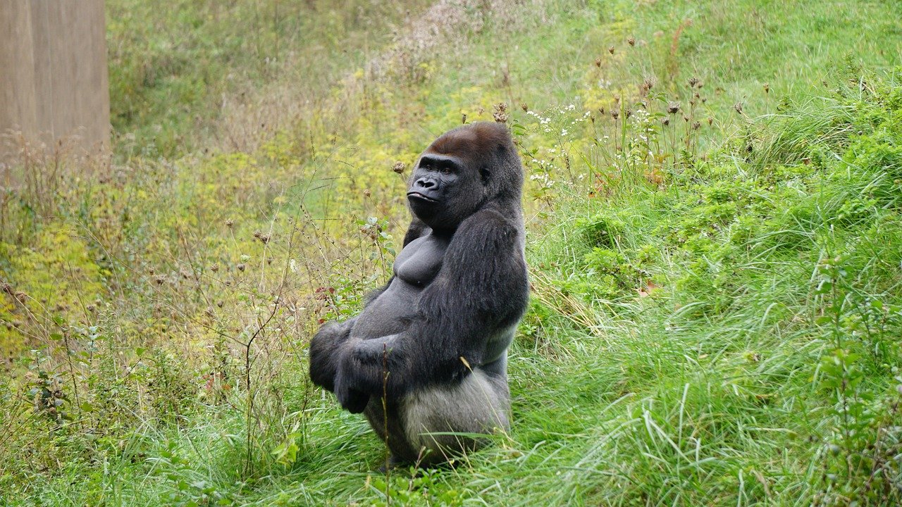 Mountain gorilla family experience during Uganda and Rwanda safari