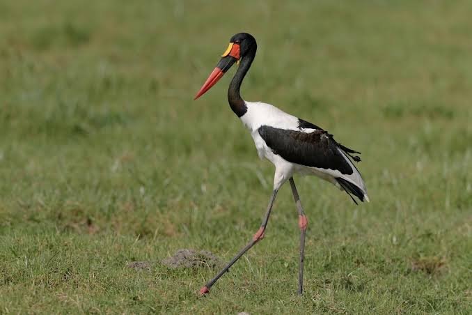 Top Things to Do in Burundi and Activities in Bujumbura