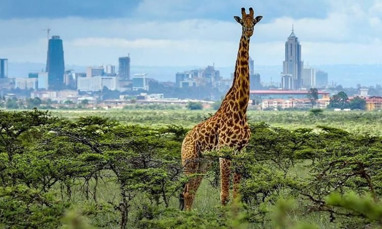 Things to Do in Kenya and Top Kenya Travel Experiences