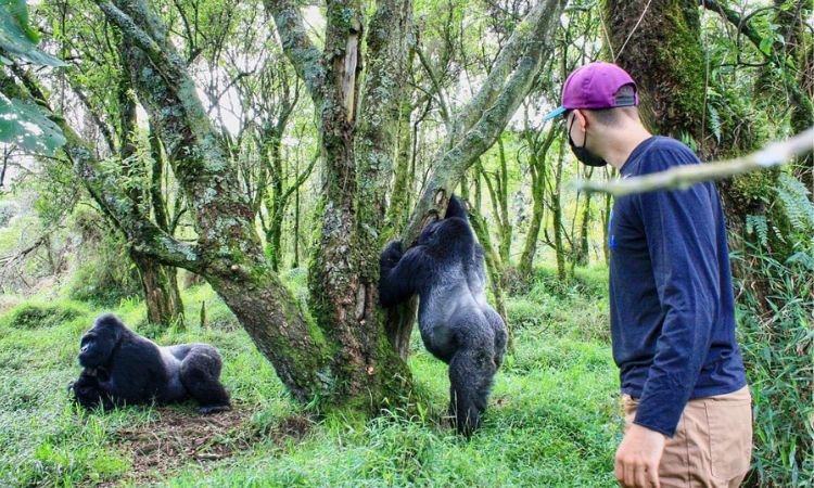 Gorilla trekking is not just a wildlife adventure—it is a conservation experience. Participating in trekking directly contributes to protecting gorillas and their habitats, as a portion of permit fees supports anti-poaching initiatives, forest conservation, and local communities. 