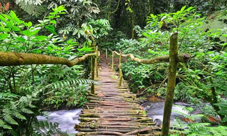 Post Gorilla Trekking Activities and Experiences