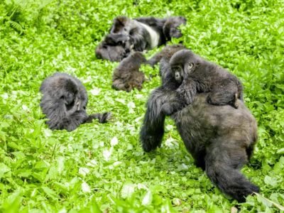 Trekking Gorillas with Kids in the Gorilla Family