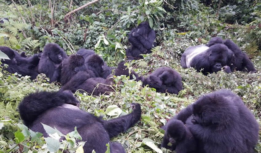 Family Gorilla Trekking Experience with Children