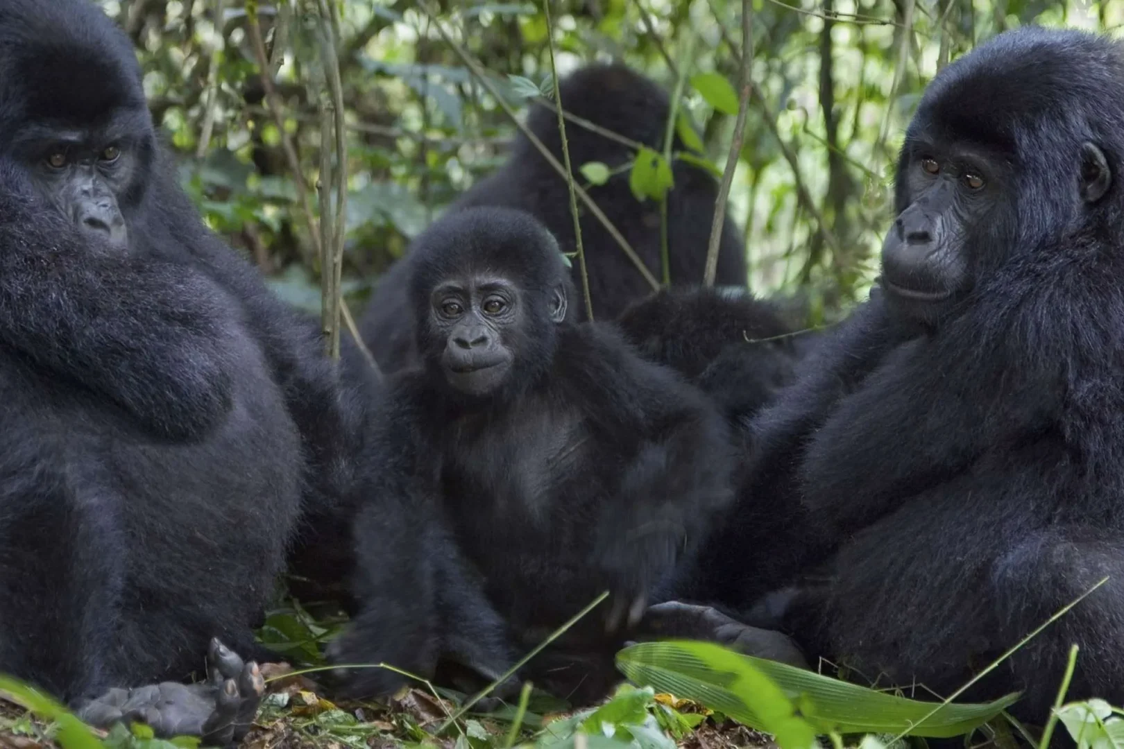 Family Gorilla Trekking Experience with Kids in Uganda
