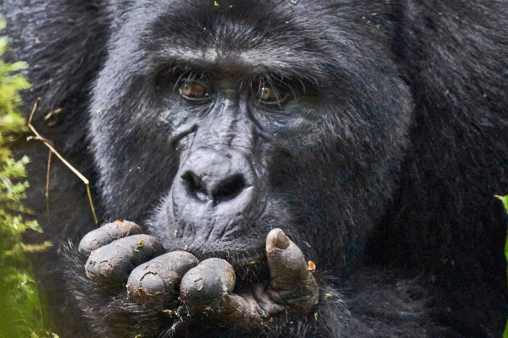 Uganda Gorilla Trekking from Kigali with mountain gorillas