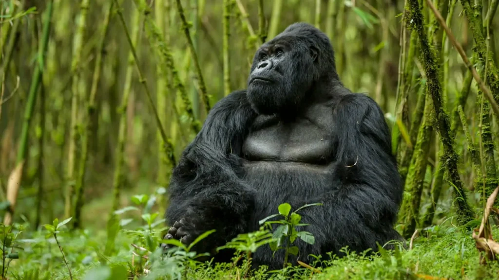 5 Days Rwanda Gorilla Safari With Two Trekking Permits