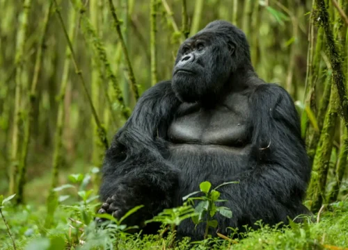 5 Days Rwanda Gorilla Safari With Two Trekking Permits